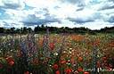 050champs de fleurs.jpg